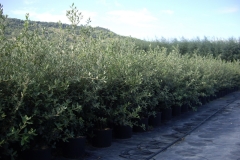 Quercus ilex 